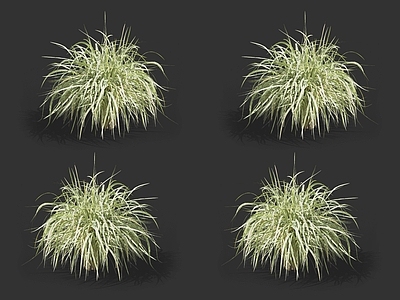班叶芒 芒草 野草