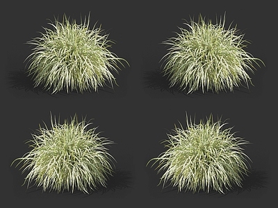 班叶芒 芒草 野草