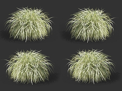 班叶芒 芒草 野草