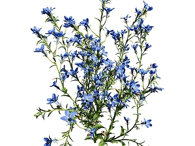花草组合