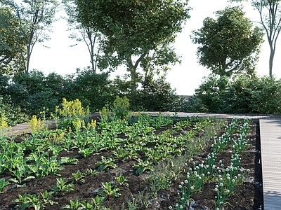 农作物 菜园 树 蔬菜 萝卜 油菜 油菜花 田园 农家乐 农作物