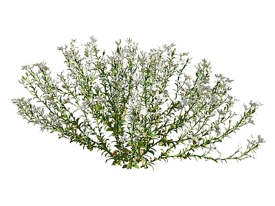 草