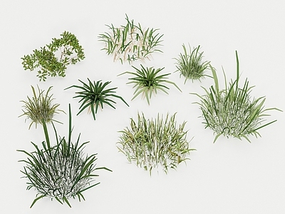 小草 杂草