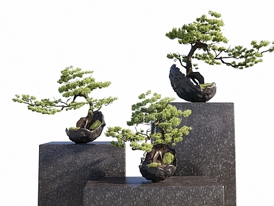 新中式松树盆景 松树 造型松