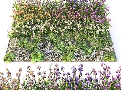 户外花草 花坛