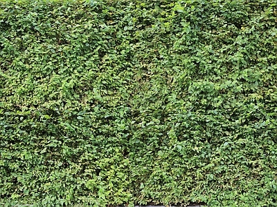绿植爬藤墙