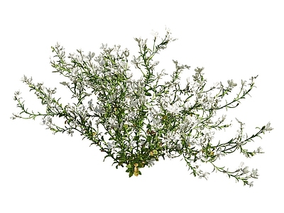 Lobeliaerinus花