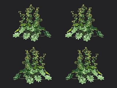 羽衣草 珍珠草 草