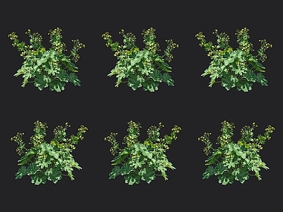 羽衣草 珍珠草