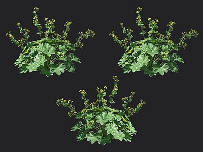 羽衣草 珍珠草