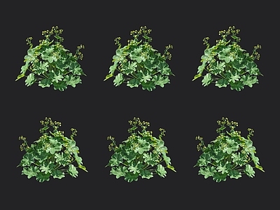 羽衣草 珍珠草