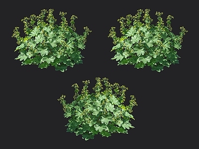 羽衣草 珍珠草 草