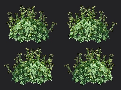 羽衣草 珍珠草 草