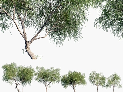 胡椒树