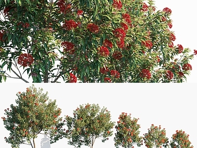 红花伞房桉树