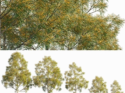 银桦树