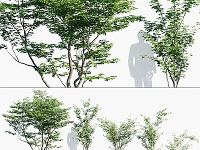 鸡爪槭树