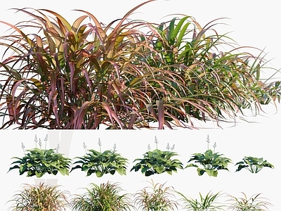 玉簪 箱根草 植物 花草