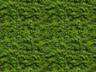 无缝绿植墙面贴图