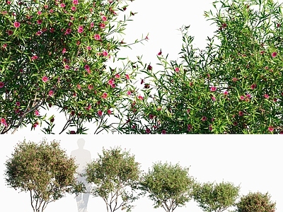 松红梅树 花树