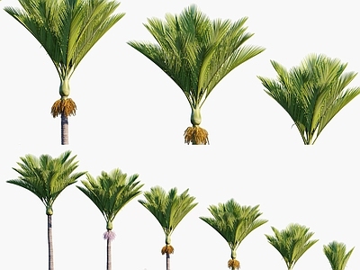 棕榈树