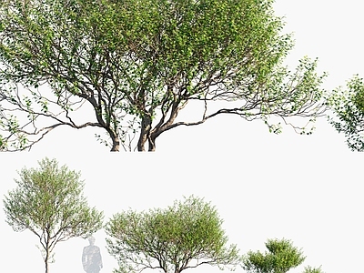 木犀榄