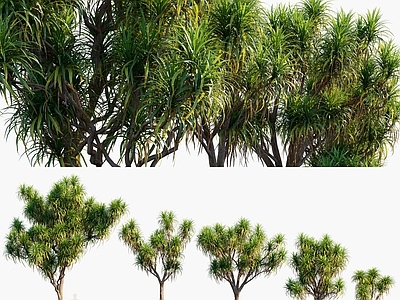 澳洲朱蕉树