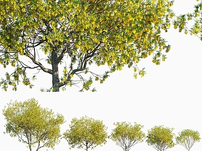 小叶槐树