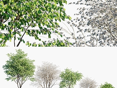 白花羊蹄甲树