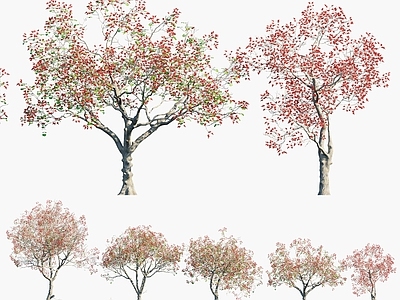 刺桐树 海桐树 山芙蓉