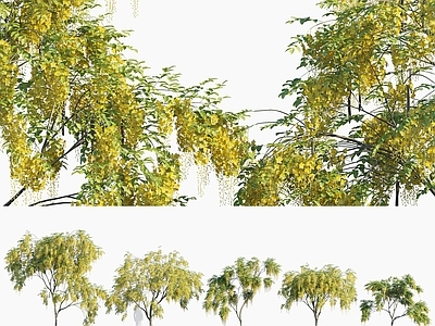 乔木