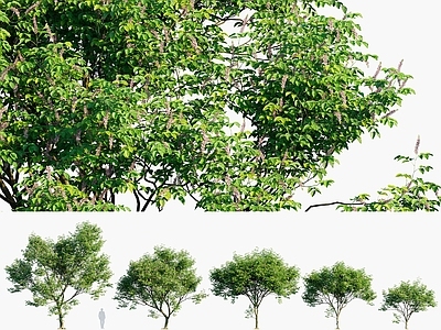 水黄皮树 印度榉木