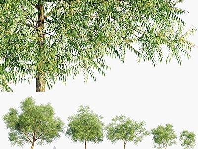 印楝树