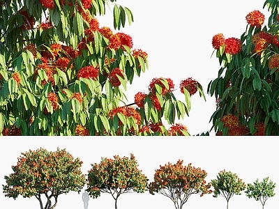 无忧花树