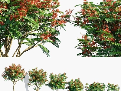 洋金凤 金凤花