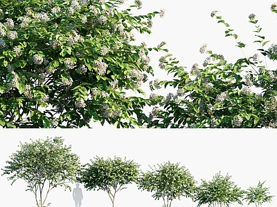 夜花树 夜花茉莉
