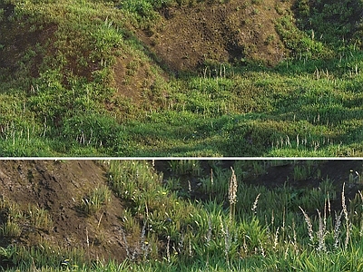 草坪 草地 草皮