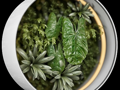 圆形植物墙
