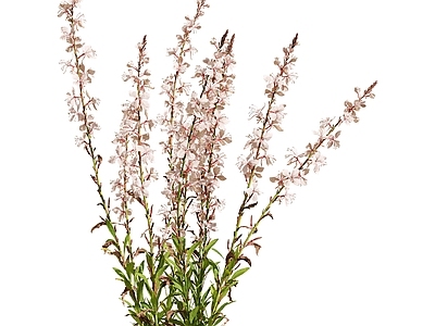 花草