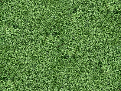 植物墙