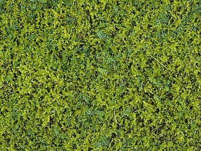 绿植墙