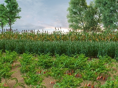 农作物 庄稼地 田地 蔬菜 农作物 玉米 麦子 胡萝卜 植物