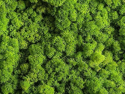 绿植青苔植物墙