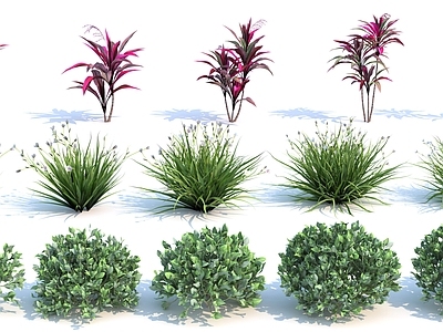 花草组合 灌木 花草 植物
