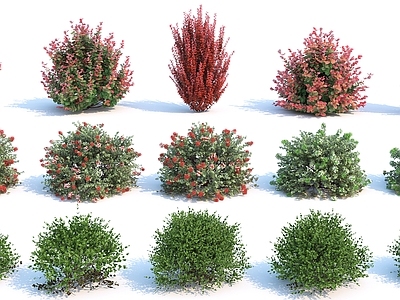 花草组合 灌木 植物 园林植物 细化植物 花草 开花植物