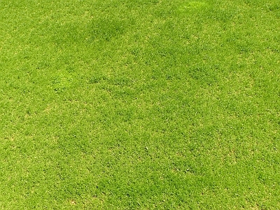 浅色草坪 草皮草坪