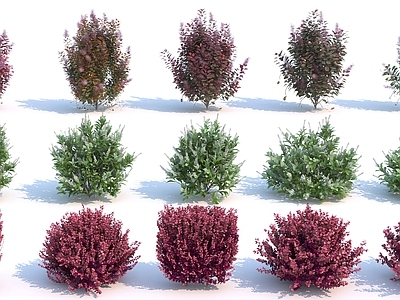 花草组合 灌木 绿篱 灌木组合 园林景观细化植物