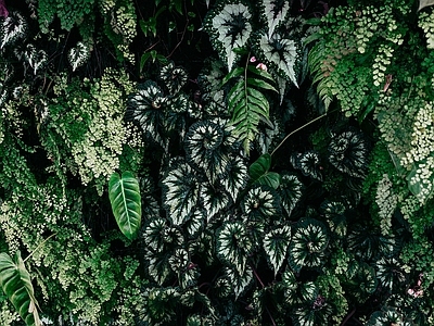 绿植植物墙