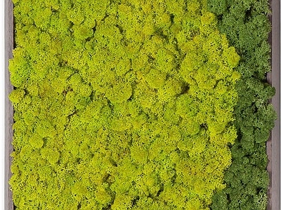 苔藓植物墙