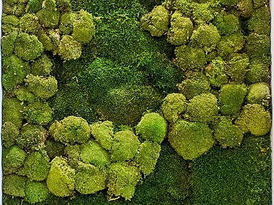 苔藓植物墙